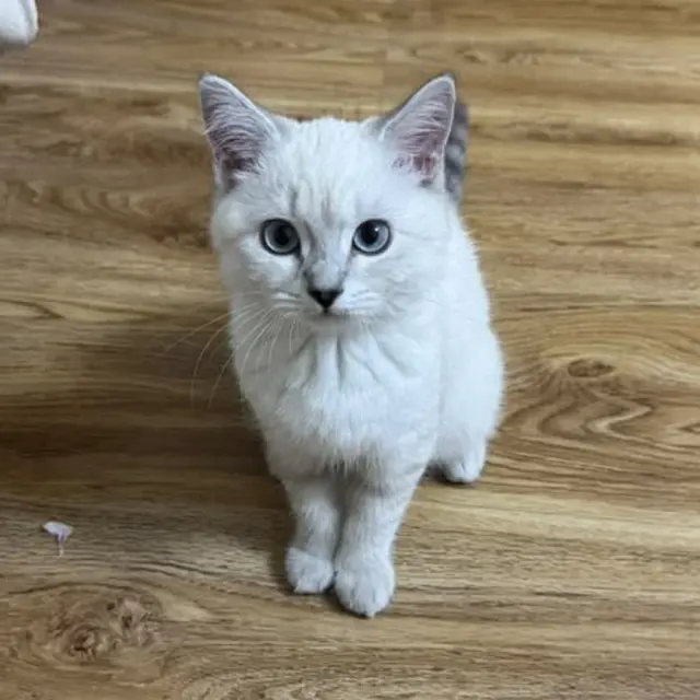 Coco шалан дээр сууж байна