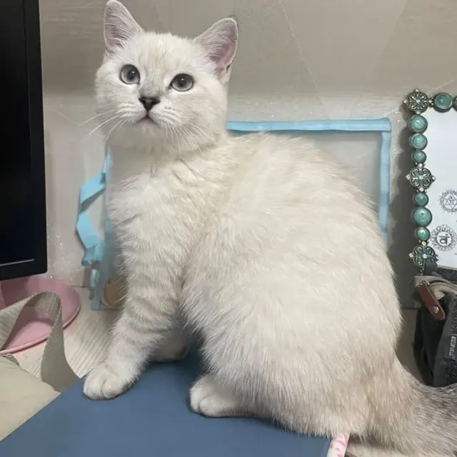 Coco сууж байна