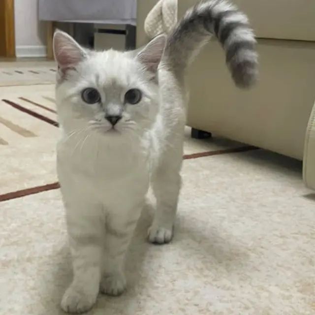 Coco хивсэн дээр зогсож байна